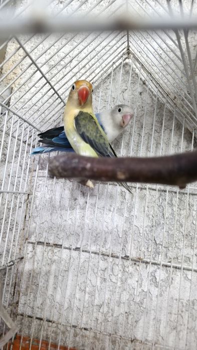 Agapórnis fischeri casal reprodutor