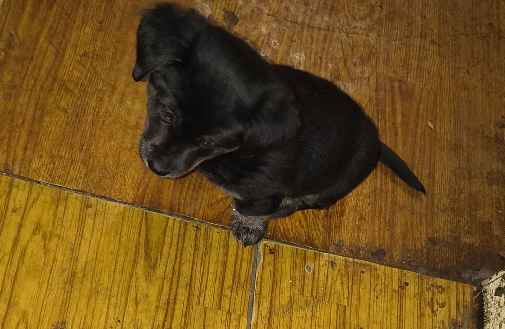 Oddam Szczeniaka w Dobre Ręce