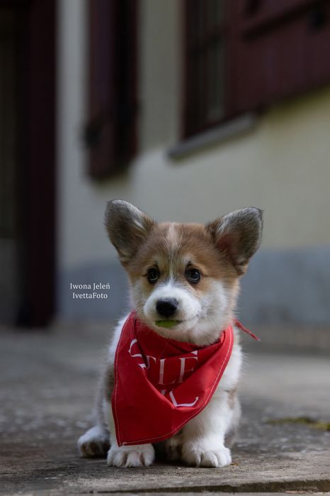 Welsh Corgi Pembroke, ten który Cię pokocha