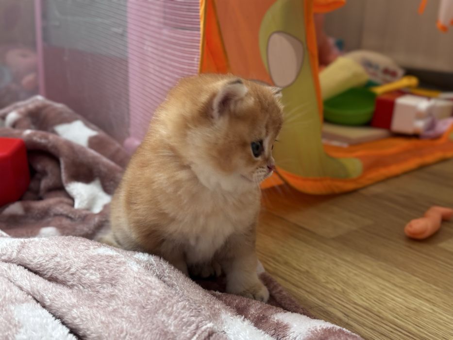 Муркотик золотої шиншили
