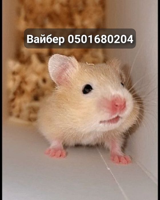 Хомяк яркий атласный блестящий сатиновый рыжий двух цветный джунгарик