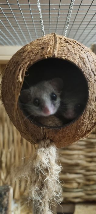 Popielica afrykańska popielice afrykańskie