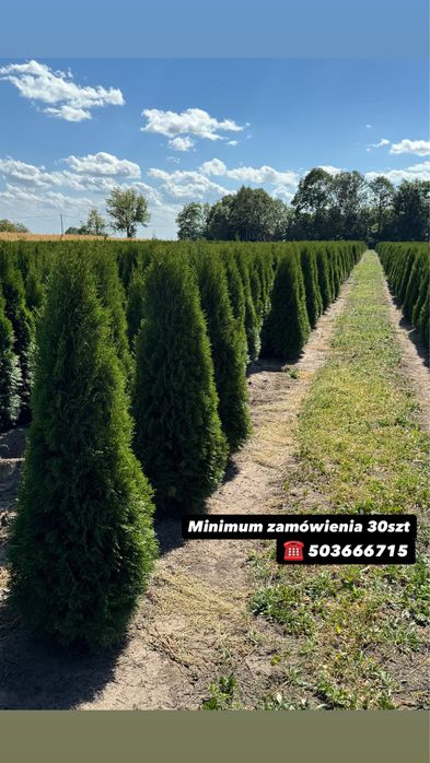 Gęsta Tuja Szmaragd 160-170cm Producent Dostawa Sadzenie