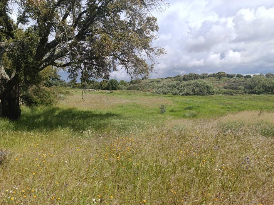 Terreno Ideal para Refúgio de Campo, 7 hectares , Nisa