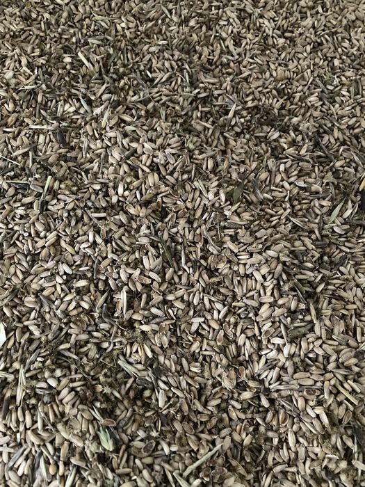 Ostropest plamisty 2025 , miododajne,karma