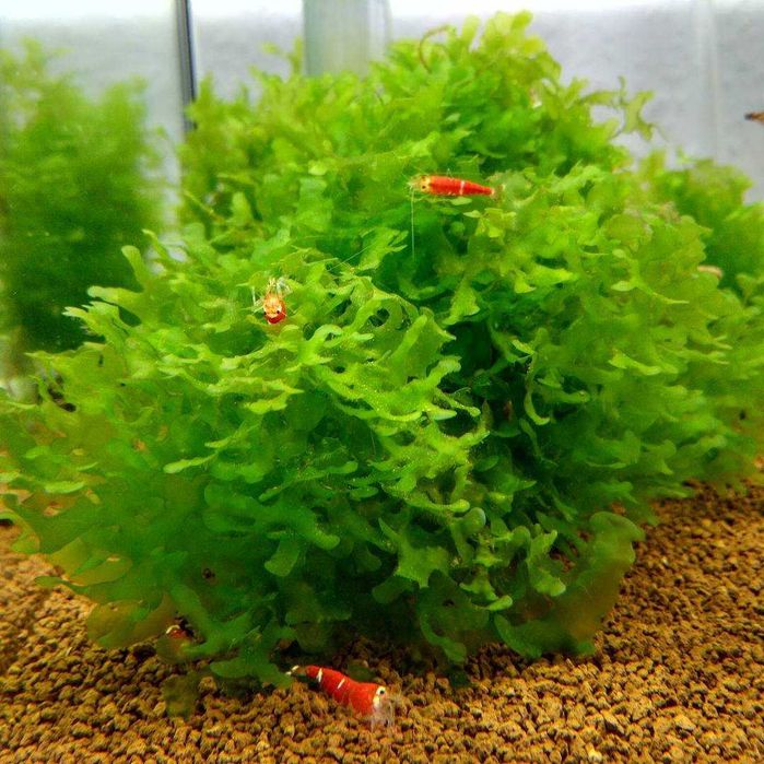 Ломариопсис линеата. Аквариумные растения