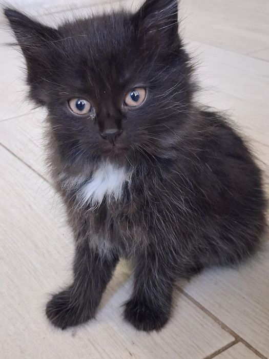 Кошенята шукають добру люблячу родину