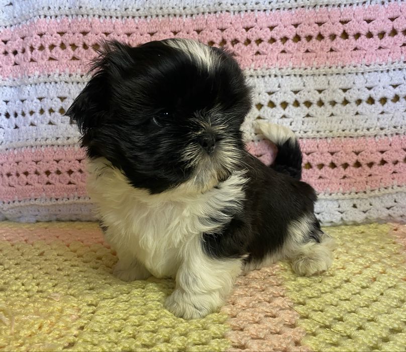 Цуценята ши тцу з документами КСУ