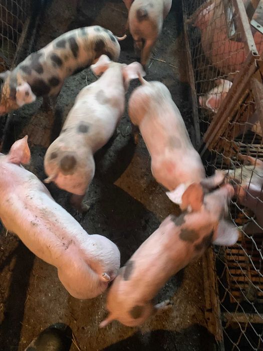 Поросята  3000 грн.