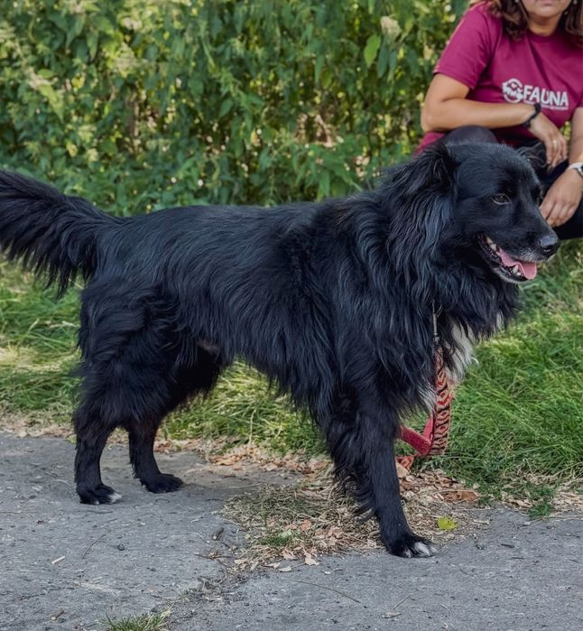 Przyjazny Bari szuka domu