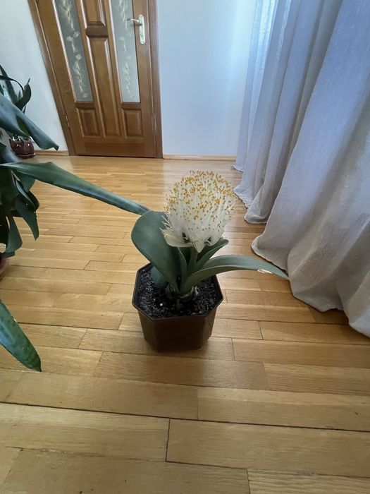 Продам цибулини Гемантуса (Оленячий язик)