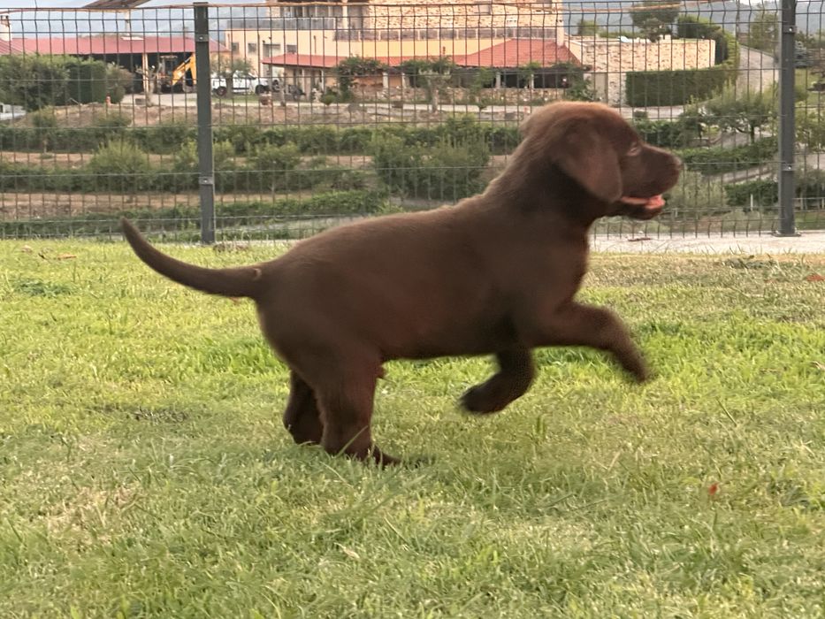 Labrador Retriever LOP e Afixo - MACHO