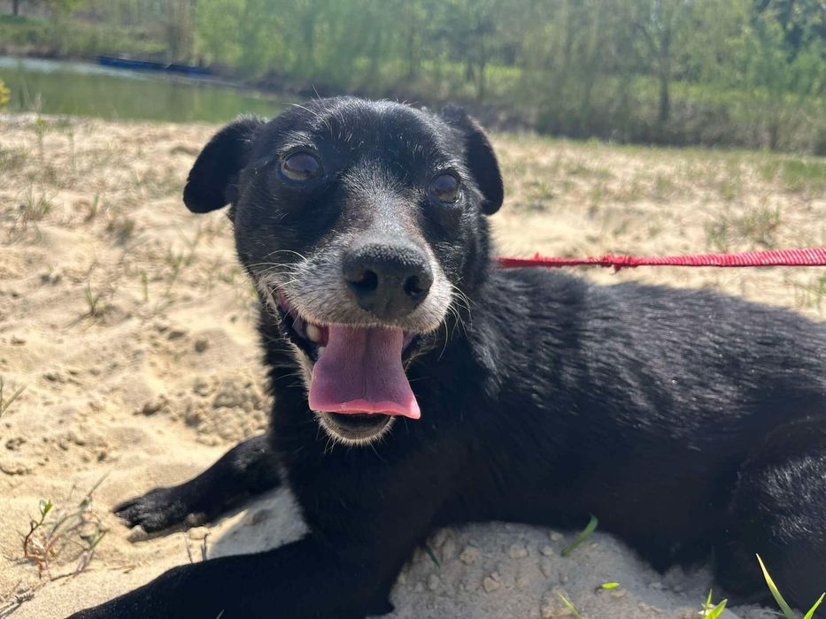 Blagamy o dom dla starszego pieska! Adopcja!