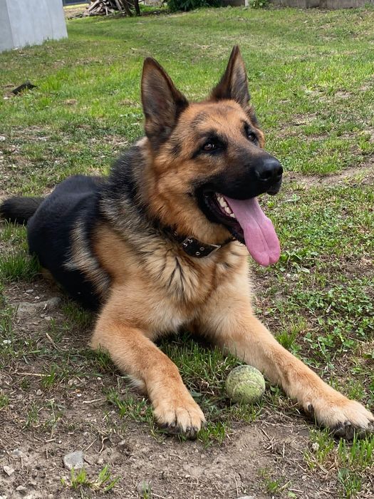 Кобель Німецька вівчарка на вʼязку