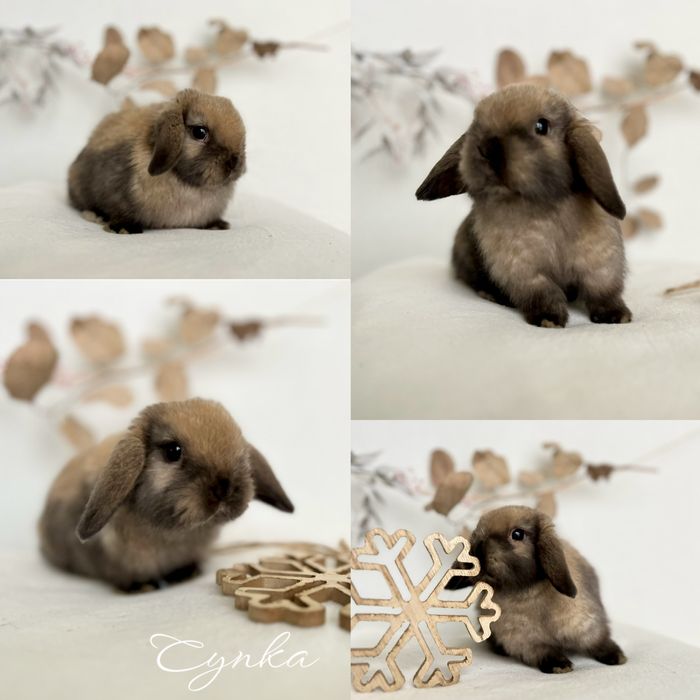 Króliczek Karzełek Teddy, karzelek Niderlandzki i Mini Lop Aktualne