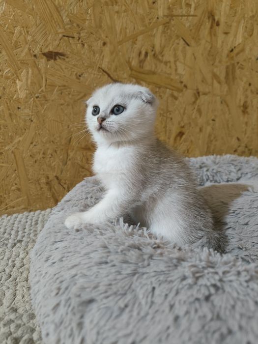 Шотландські висловухі кошенята срібна шиншила