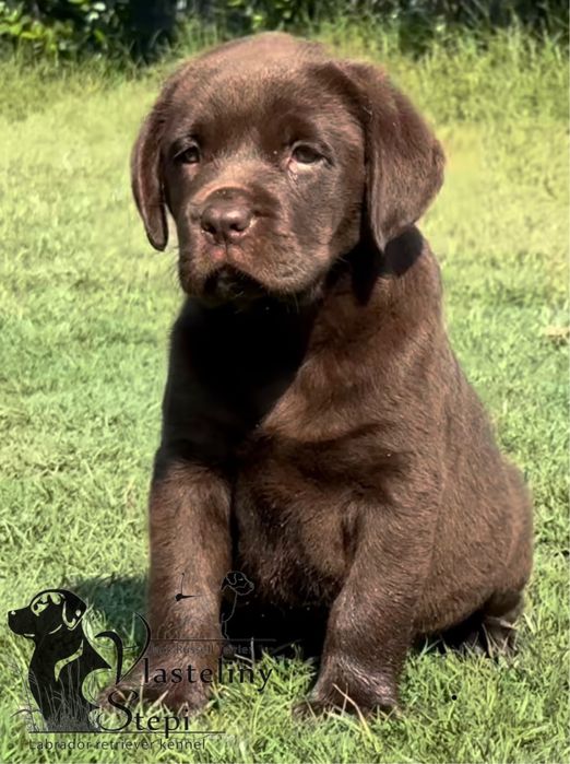 Породні цуценята лабрадор Біла Церква