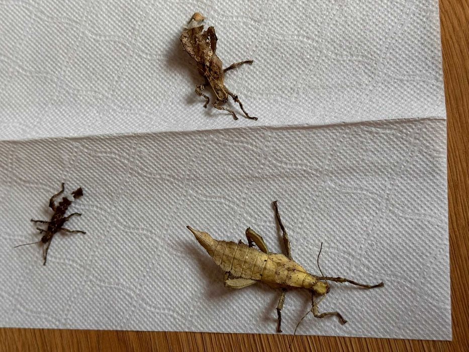 Straszyk olbrzymi - młode 3 sztuki