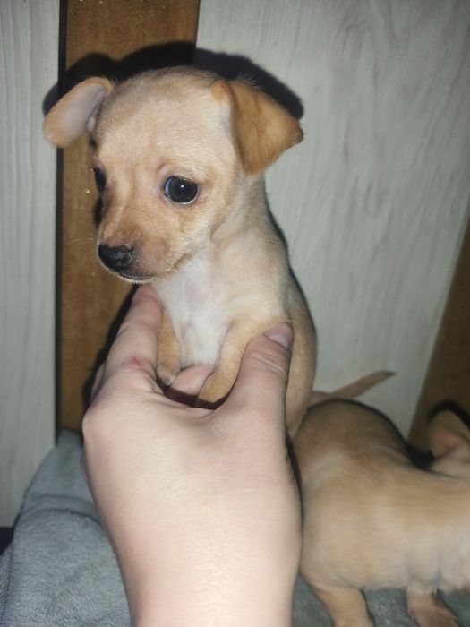 Мінні Той Тер'єр