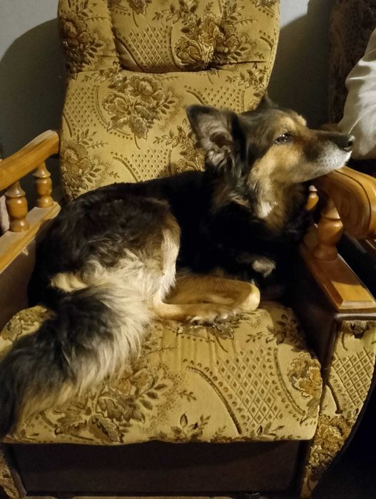 Szczeniak do oddania