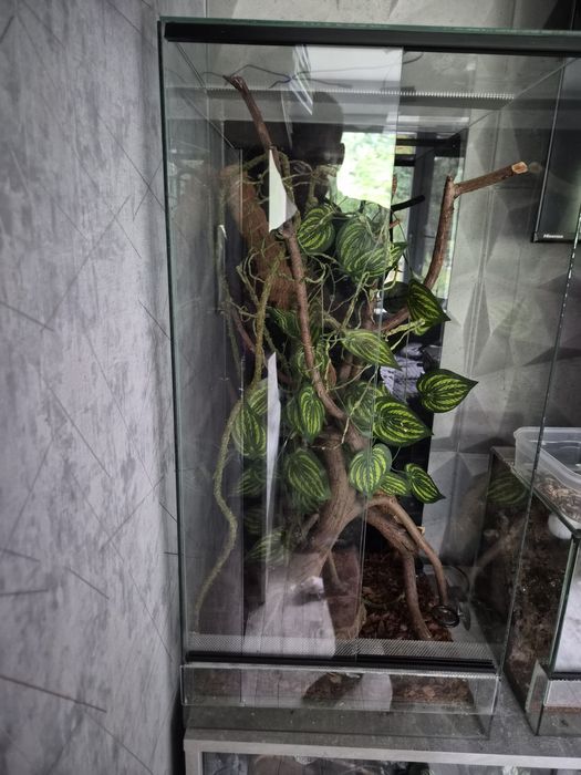 Terrarium szklane