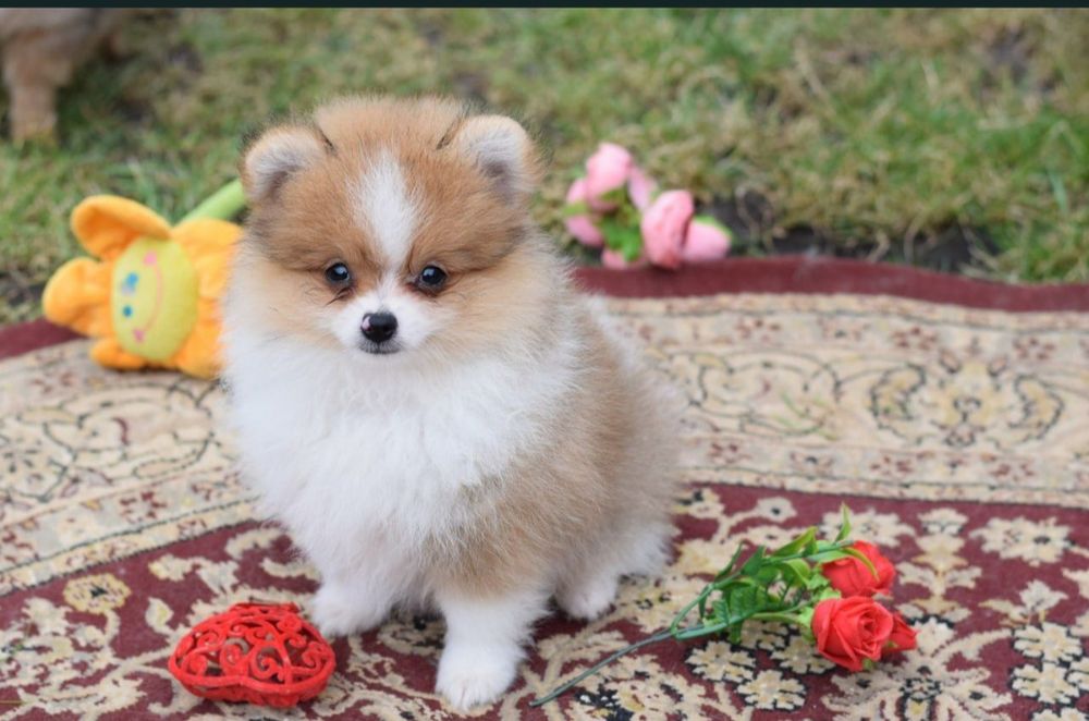 Хлопчик померанського шпіца