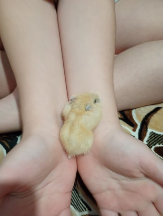 Хом'ячки джунгарики по 100 грн.