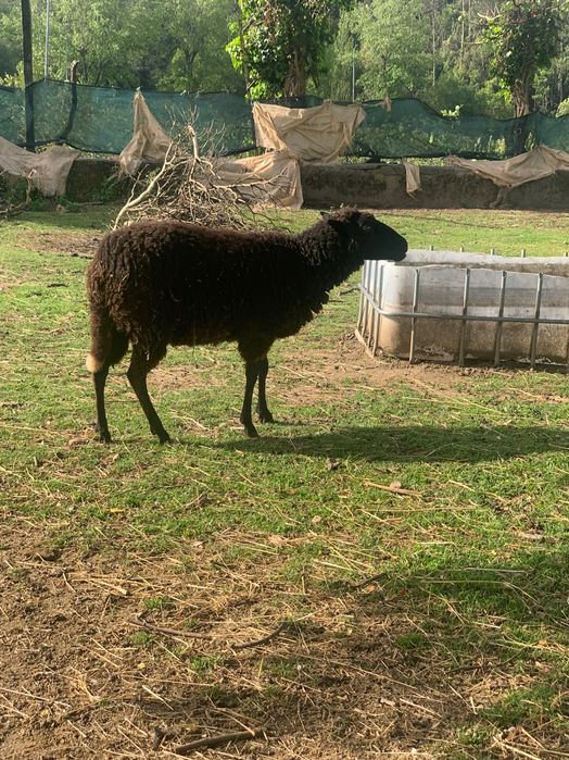 Ovelhas e cabras novas