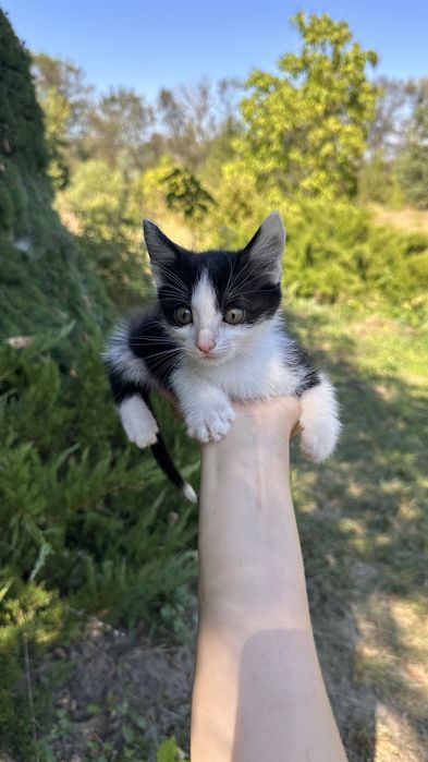 Кошеня хлопчик в хороші руки
