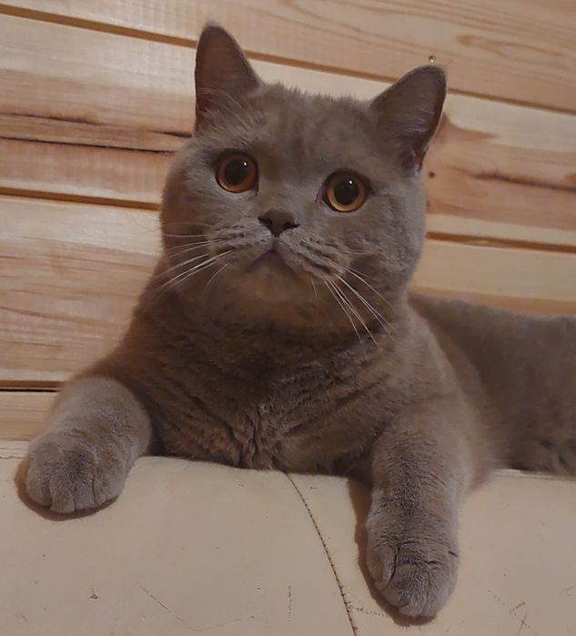 Kocurek brytyjski krótkowłosy liliowy po utytułowanych rodzicach !