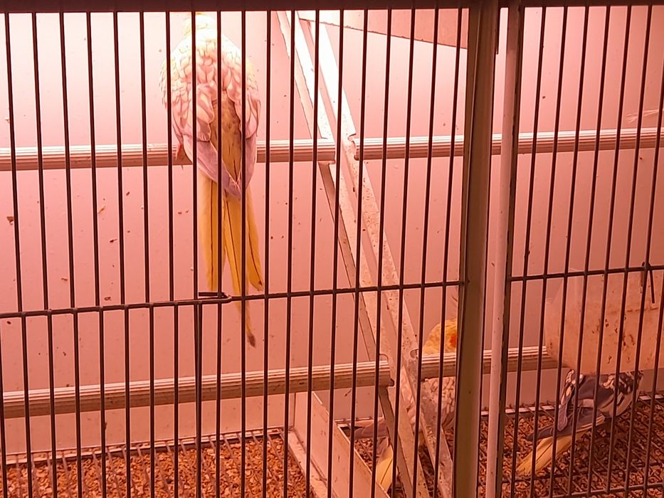 Kakarikis, caturras..