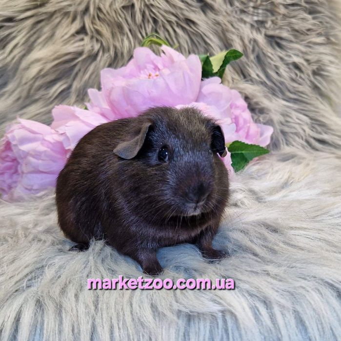 Морська свинка,морські свинки,англ. Селф, чорна, морские свинки, морск