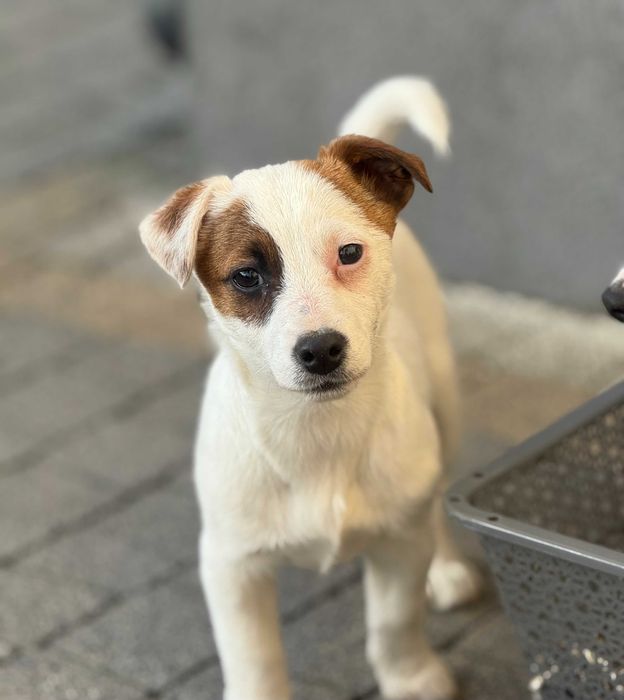 Jack Russell Terrier WYJĄTKOWA od # SMARTIE JACKS # pure breed female