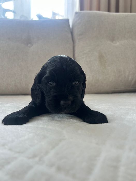 Piesek Cocker Spaniel Angielski