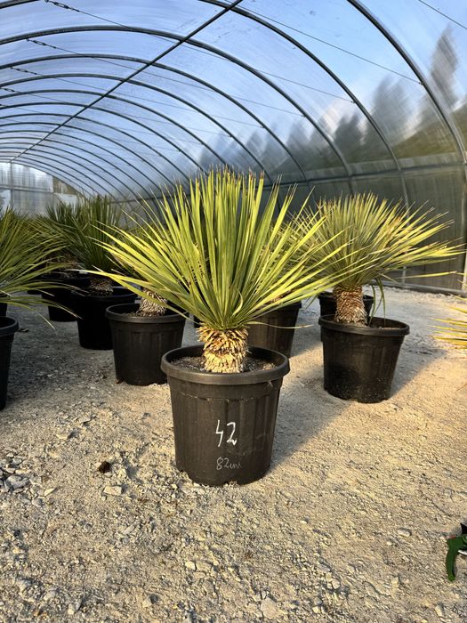 Juka Rostrata Yucca Rostrata 85 cm