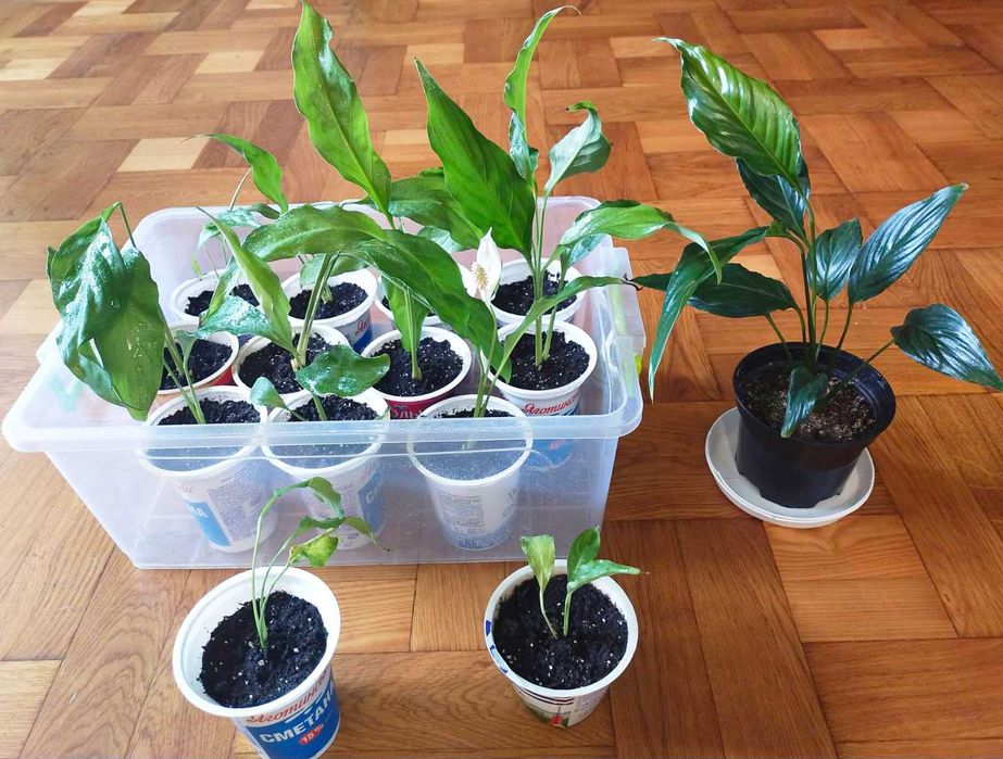 Спатифиллум или Женское счастье