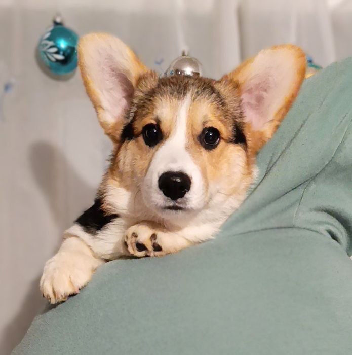 Цуценята вельш корги пемброк