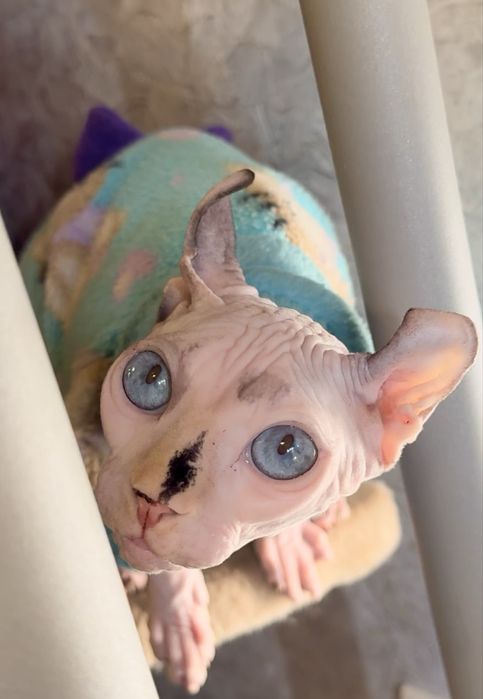 Сфинкс эльф девочка