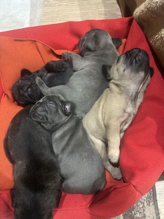 Щенки Французкого бульдога. З документами