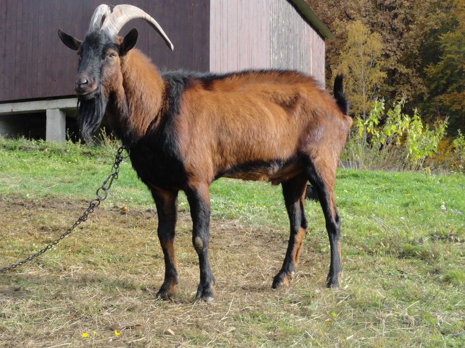 Козел цап 100% альпієць