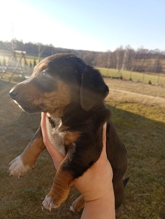 Oddam Kundelki wesołe