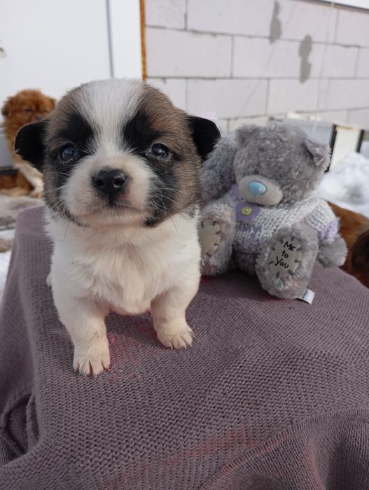 Пикинес  дівчинка