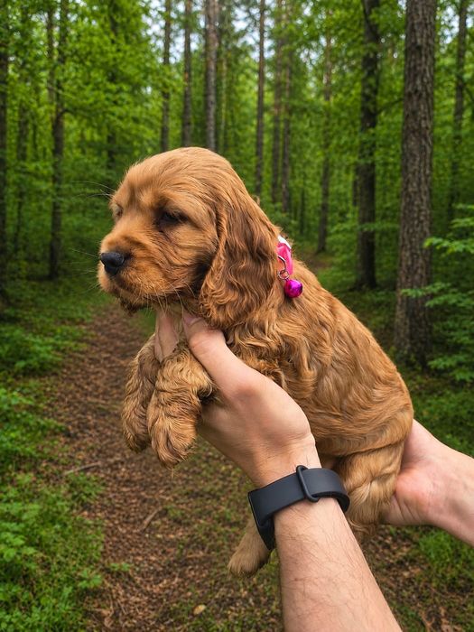 Cocker spaniel angielski Szczeniak złoty