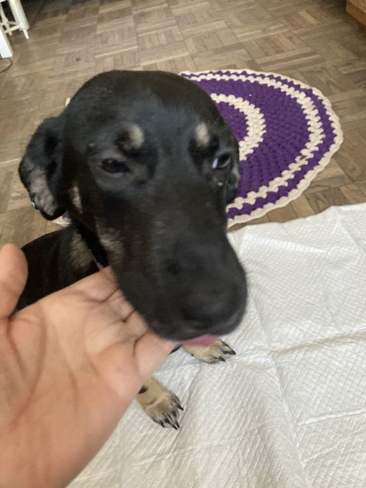 Прилаштовується собачка