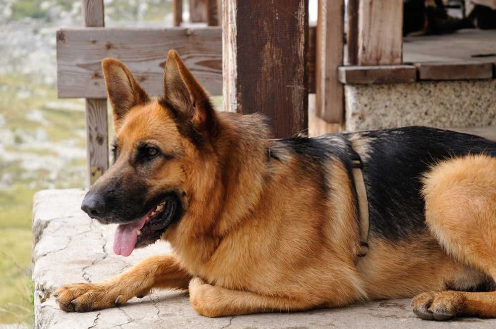 Hotel cães/gatos em residência particular