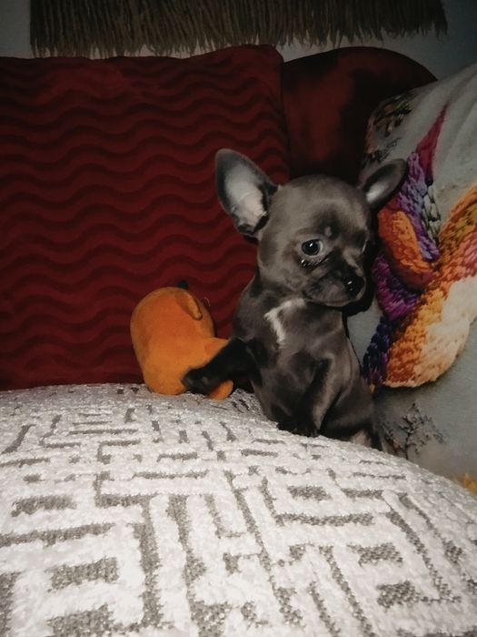 Cudna  Chihuahua. Niebieska