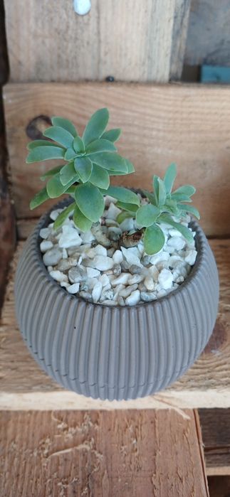 Сукуленти сукулент вазон хавортія каланхое молодило