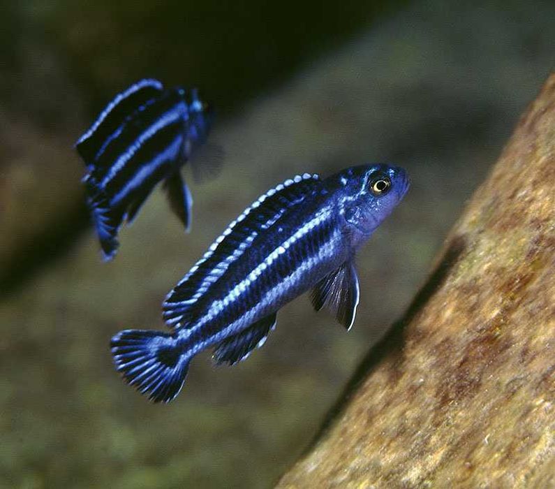 Maingano Ciclídeo Africano Malawi