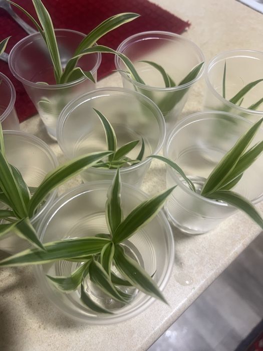 ХЛОРОФИТУМ бесплатно! Поселок Котовского