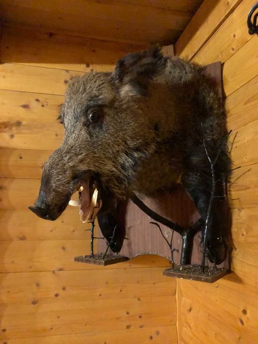 Чучело велитенського дикого секача кабана (чучело голова кабана)
